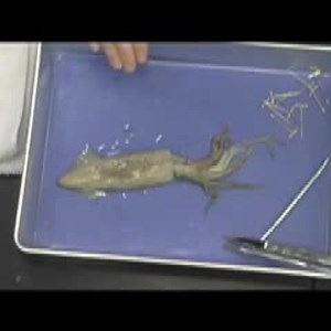 Squid Dissection