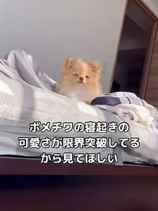 ポメチワの寝起きの破壊力が強すぎる