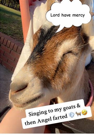 Angel's Hilarious Moment: A Goat's Musical Fart