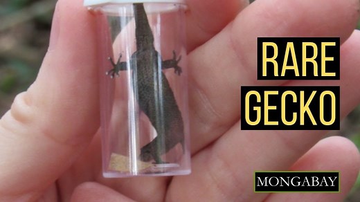 The Florida reef gecko is the most vulnerable reptile to sea level rise in the U.S, according to biologists at the University of Miami. While climate change and habitat destruction remain imminent threats to the gecko’s Florida populations, little is known about the species as a whole, including other populations that inhabit the Caribbean. Read more: https://news.mongabay.com/2021/04/the-u-s-reptile-most-at-risk-from-rising-seas-is-one-you-likely-havent-heard-of/ | Mongabay.com