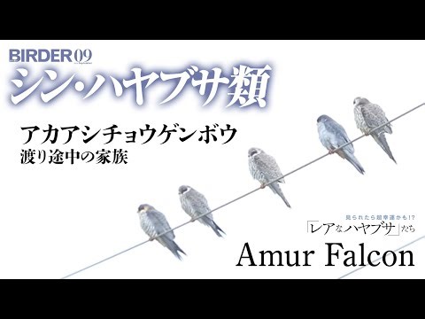 BIRDER「アカアシチョウゲンボウ（Amur Falcon）の渡り途中の家族」（♪鳥くん）