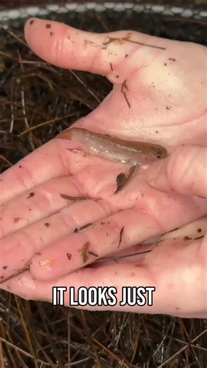 Rescuing Rare Fish From an Abandoned Pond! #abandoned #pond #fish #fishing #rarefish