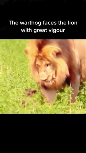 Warthog Fights Back! Fierce Lion vs Warthog Battle Caught on Camera