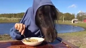 1.3M views · 6K reactions | ☼ BIG BIG LOL !!! Bonne journée équestre à tous... ╰▶ ORIGINAL VIDEO PAGE ® Copyright Krogbækgaard Læsø https://www.facebook.com/pages/Krogbækgaard-Læsø/143948608974376 | Passion Equestre | Facebook