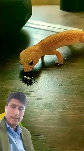 Lizard shorts | tiktiki | টিকটিকি #lizard #tiktiki #টিকটিকি #shorts