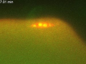 File:Heterochromatic-Threads-Connect-Oscillating-Chromosomes-during-Prometaphase-I-in-Drosophila-Oocytes-pgen.1000348.s011.ogv - Wikimedia Commons