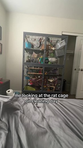 Cleaning Day for Pet Rats: Tips and Tricks