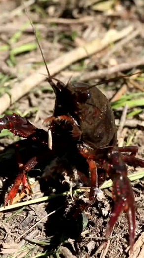Comment Cuire des Écrevisses Vivantes: Astuces de Cuisine avec Marius YTB
