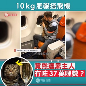 1.7M views · 10K reactions | 【肥貓是無辜的】一日最衰都係主人，希望唔會扣佢罐罐啦  #肥貓咁可愛...