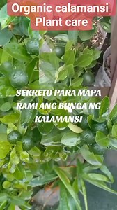 #kalamansi #calamansi | Canaan Fertilizer Foliar Original Main Direct Factory