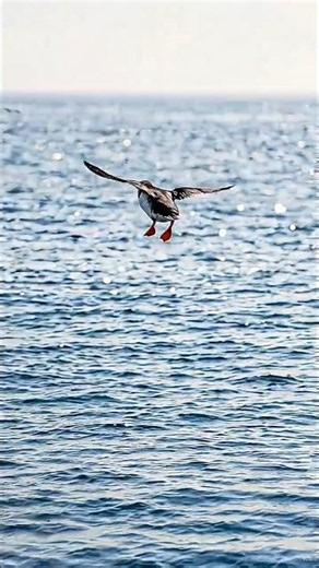A Puffin Has to RUN Across the Water Just to Fly 🌊