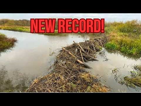 They Did This In ONE NIGHT If I Didn’t Film It, I Wouldn’t Believe It!