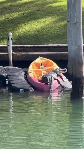 ONLY in DADE on Instagram: "Floridas most relaxed sunbathers🐊☀️😎| #ONLYinDADE"