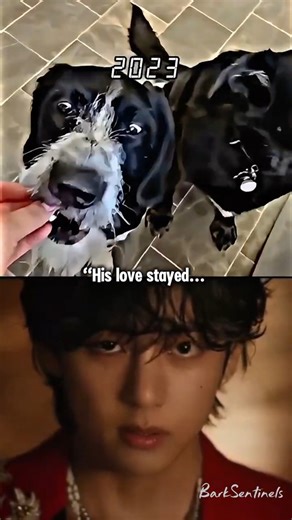 Heartbreaking Dog Tribute 🥺💔 | Dog Sad Story #shorts #shortvideo