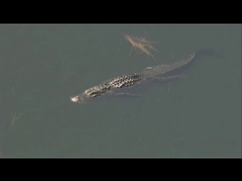 Alligator mating season begins