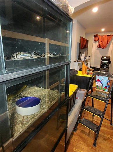 Moved the snakes over but forgot the feeding tongs , not my smartest decision but hey I’ve made worse 🤷‍♂️ #snake #eating #pig #oops #fyp