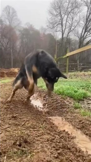 🐕🐕🐕🐕#viral #mindvoice #dubbing #dogcomedy #voiceover #doglife #love #tamilfun #cutepets