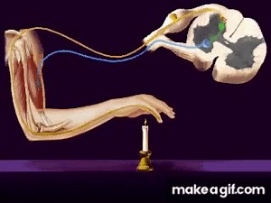 Central Nervous System, Reflex Arc on Make a GIF