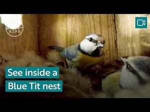 See inside a Blue Tit nest - from eggs to chicks | RSPB Nature Breaks