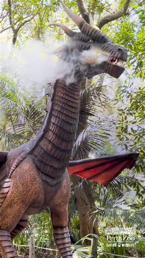 Bring the family in January and be enchanted in the Deep Dark Wood 🧚 Meet live fairies and see how many fairy doors you can find – but just be sure to dodge the dragon 🐉 | Perth Zoo