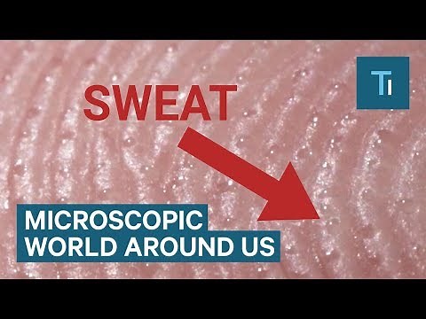 Incredible Footage Reveals The Microscopic World Around Us