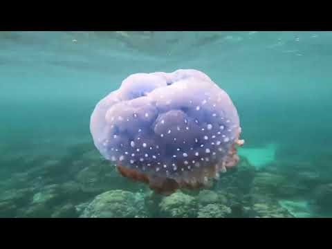 分享a2e.ai这个AI视频平台，最让我惊喜的是它完全无审查机制——我尝试过一些比较敏感的题材