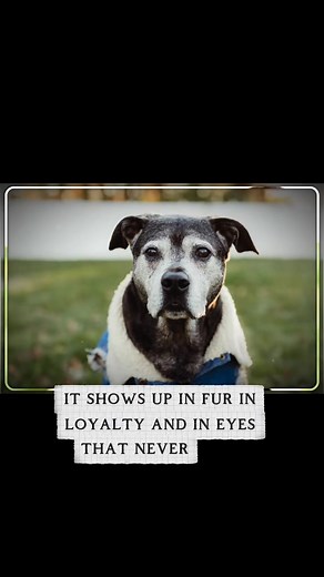 Furever Bubbys Love on Reels