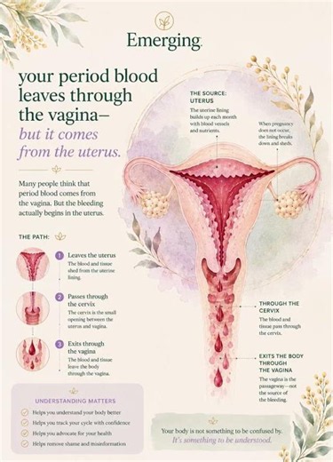 Did you Know your Period Blood Leaves Through the Vagina — But It Comes From the Uterus?