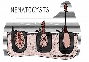 How to Survive a Box Jellyfish Sting (According to Science)