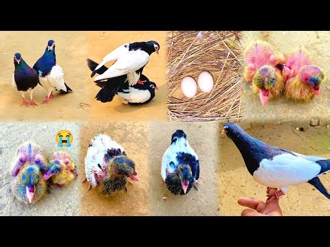 Siyah khal Pigeon Chicks Growth | Chicks Growth Day By Day | One Chick 😭😭