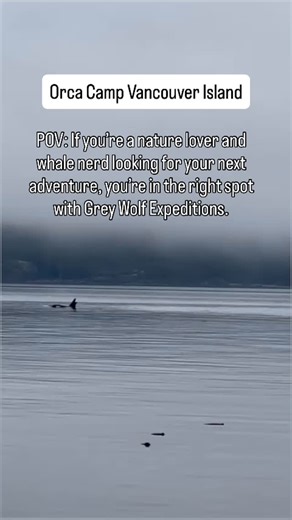 337 reactions · 4 comments |  POV: You’re a nature lover & whale...