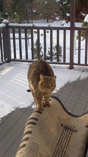 Puma, Mupa and Nastya on Instagram: "cat owners daily torment #cat"