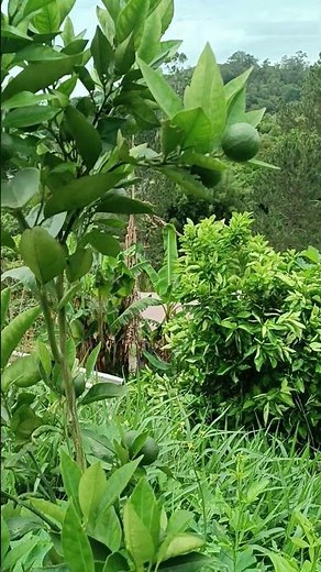 My Tahiti lime tree produced fruit for the first time 🤪 #indoors #plants #homegrownvegetables