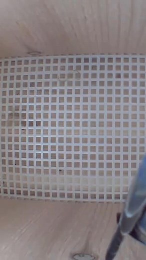 A Fascinating Look at Baby Bluebirds Time-Lapse Video with Live Nest Box Cam | Birds Walking Down
