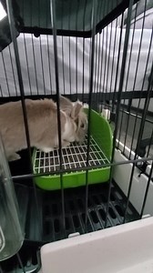 Watch Rabbits checking out their new cage! on Amazon Live