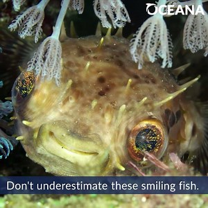 DID YOU KNOW? Pufferfish are actually poor swimmers. Luckily, they are able to defend themselves by swallowing water and inflating. Join Oceana today to help keep pufferfish and othe marine life safe: https://bit.ly/3fU6Dzb | Oceana