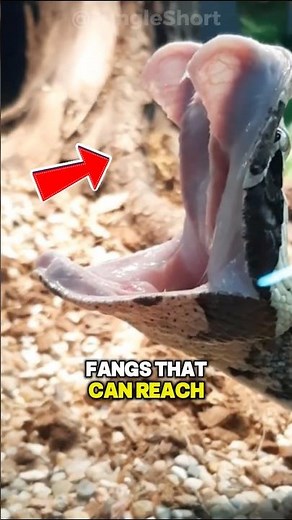 Why Snake Bites Are So Lethal💀