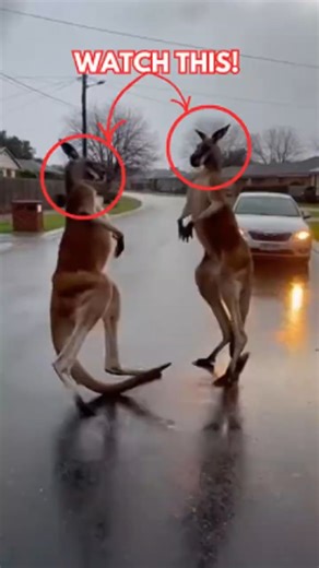 Kangaroos Boxing in the Middle of the Street