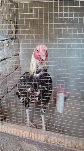 Aseel Java rooster #aseelmurga #aseel