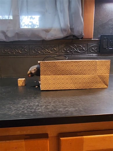 Gizzy would sit in a bag or box spying out of a teeny hole all day if I let her.