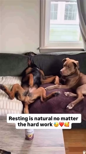 Fancy pets rescue on Instagram: "Segunda-feira bateu na porta e a gente tá igual a estes doguinhos: roncando e fingindo que não ouvi 😴🐶💤 #SegundaFeira #VidaReal #HumorDoDia #DogLovers #VibeDeHoje” English translation: “Monday knocked on the door and we’re just like these little dogs: snoring and pretending we didn’t hear 😴🐶💤” It’s a humorous, relatable video compilation or clip showing adorable dogs sleeping deeply — probably snoring, sprawled out, twitching in dreams, or completely zonked