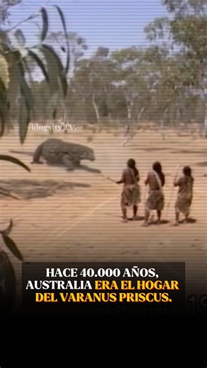 Julio Morales | Kingxity TV on Instagram: "1/ 🦎 Hace 40.000 años, Australia no era un paisaje tranquilo. Era el hogar del lagarto terrestre más grande conocido: Varanus priscus, conocido popularmente como Megalania. Un auténtico superdepredador. 2/ 📏 Las estimaciones más aceptadas lo sitúan entre 4.5 y 5.5 metros de largo. Algunas proyecciones lo llevan hasta los 6 metros. Peso estimado: hasta 500–600 kg. Más grande que cualquier varano actual. 3/ 🧬 No era un “dragón mítico”. Era un miembro g