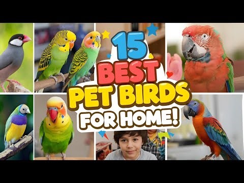 Best Pet Birds for Beginners | 15 Amazing Birds for Families & Apartments