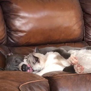 Cuddle buddies ❤️ | Animals Doing Things