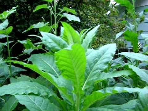 Backyard tobacco growing garden with beautiful, full grown plants