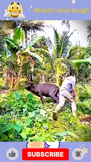 STREET FUN #funnyvideo #entertaininganimals #funny