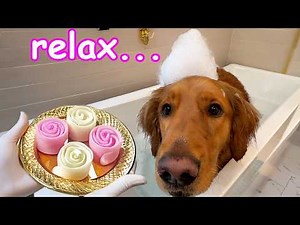 Spoiling my Dogs with a LUXURY Spa Day