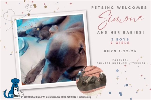 Simone Welcomes Her New Pups