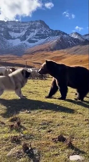 Šarplaninac: Guardian of the Macedonian Mountains