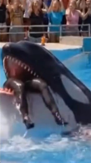 🥺 #shorts #dolphin #trending #youtubeshorts #jesika